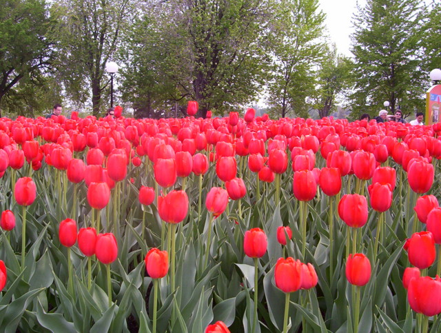 Irene's flowers