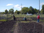 Tomatoes, sweet peas, green beans, herbs, beans...just wait a few months...this will be the BEST soup in Ottawa!!!